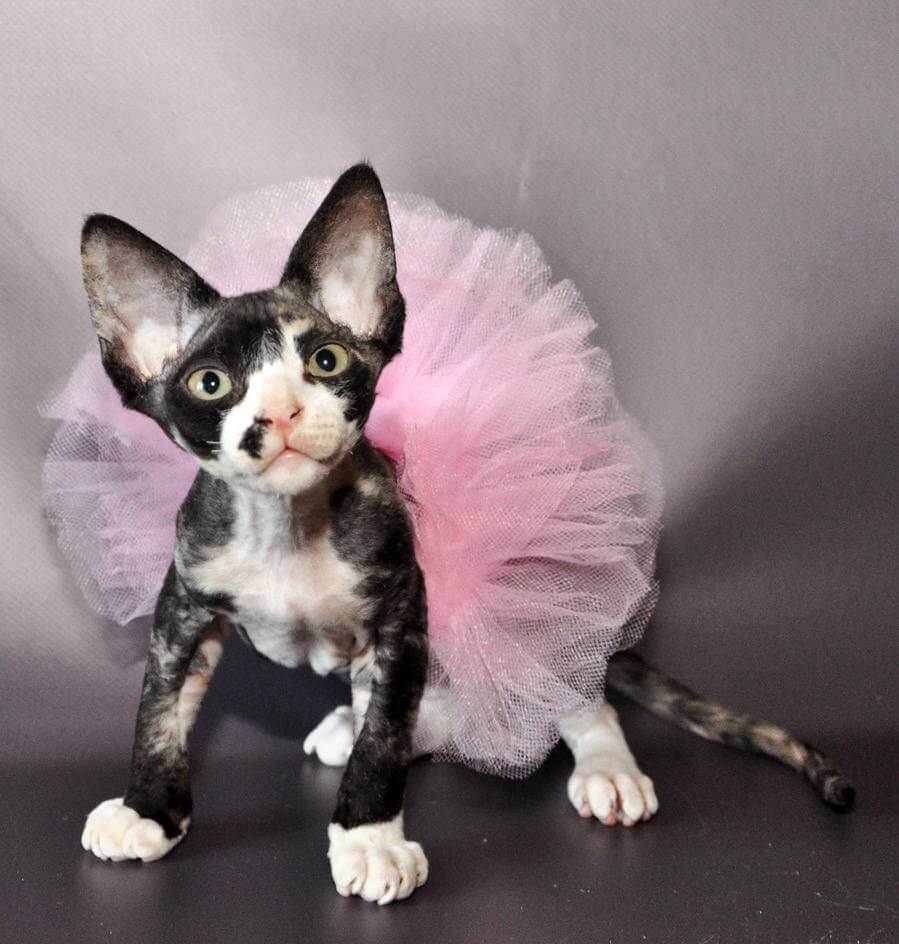 Lola Devon Rex Female (Available) $2950
