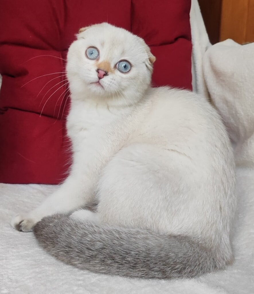 Like Scottish Fold Male (Available) $2600