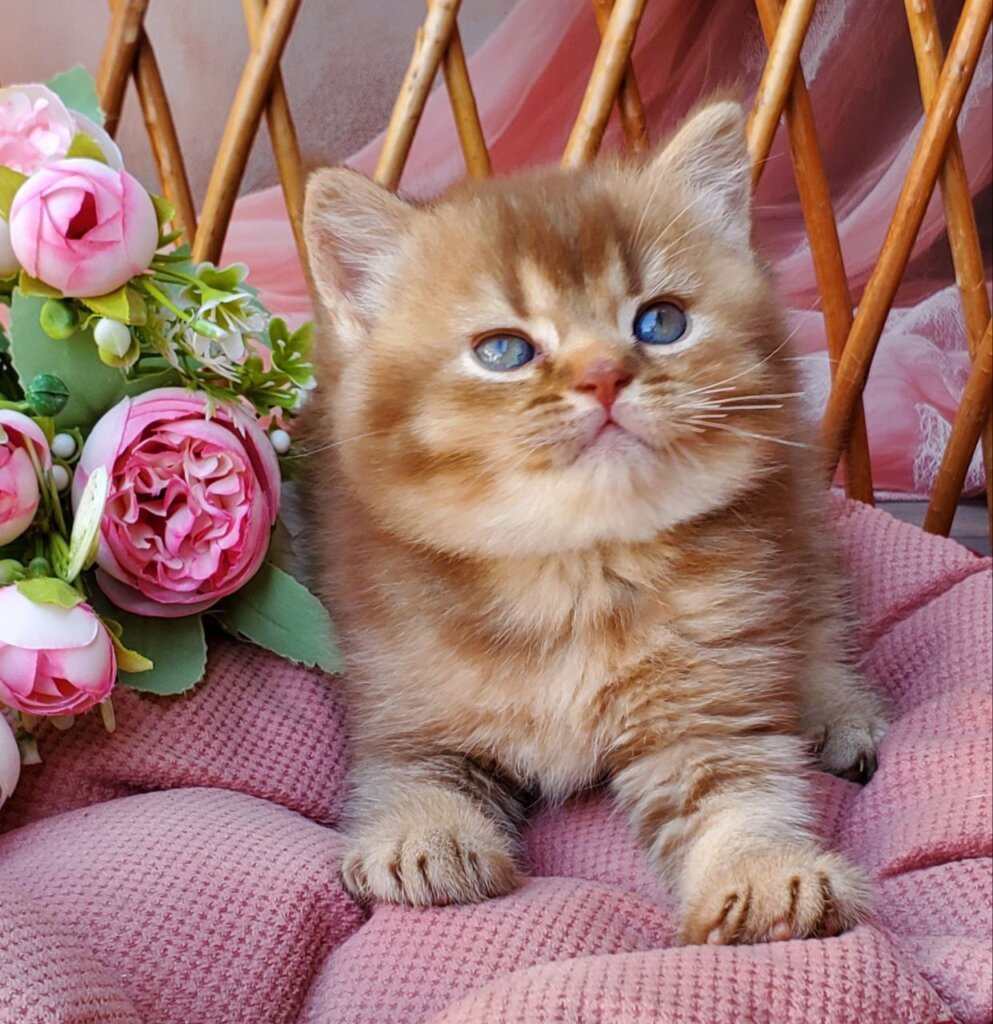 Eric British Shorthair  Male (Available) $2500