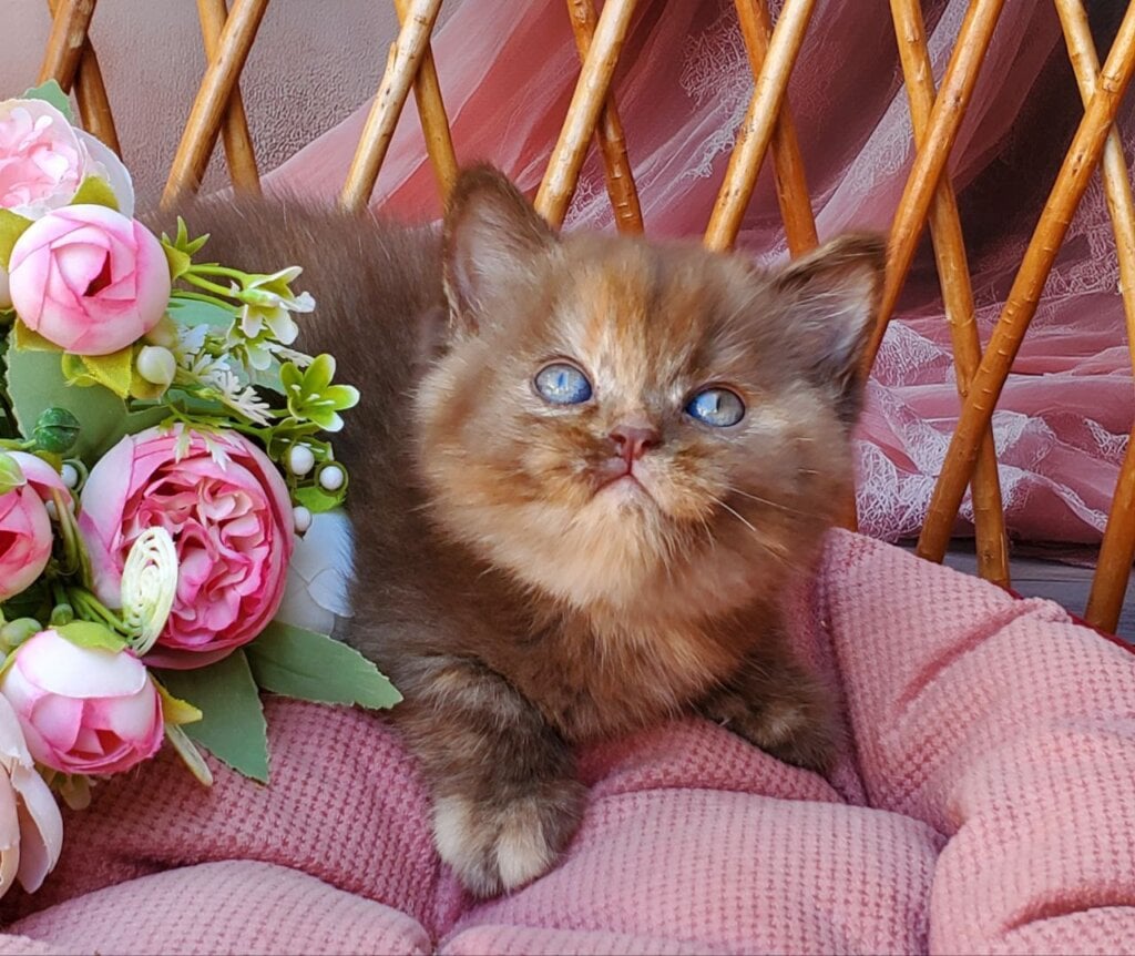 Eli British Shorthair  Female (Available) $2800