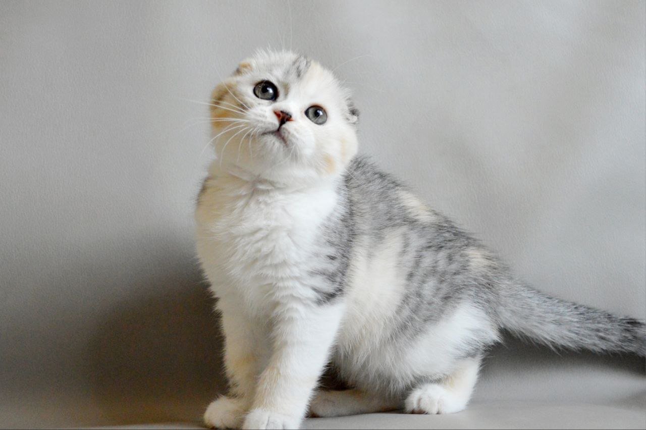 Roberta Scottish Fold  Female (Available) $2750
