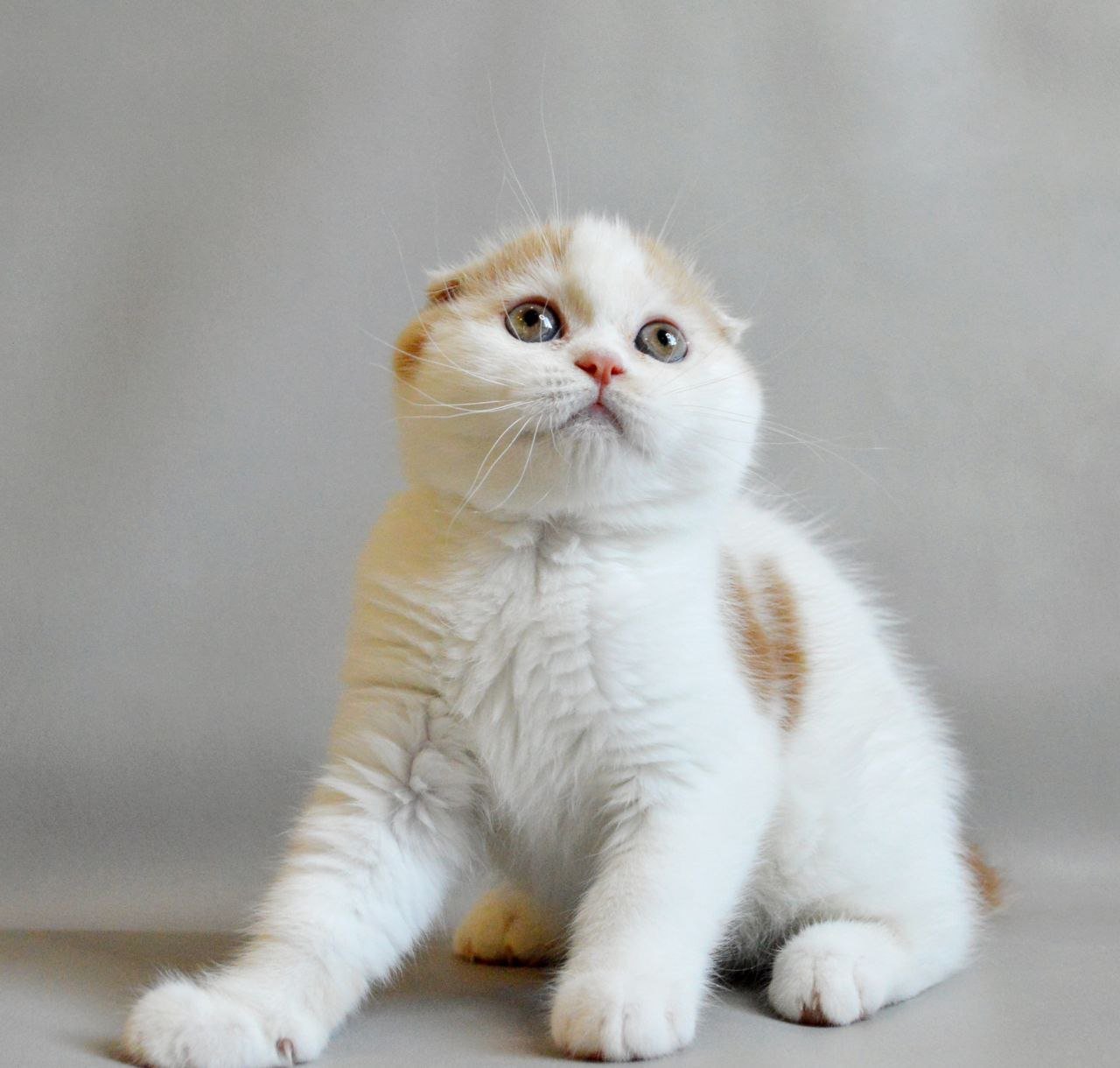 Rendy Scottish Fold Male (Available) $2750