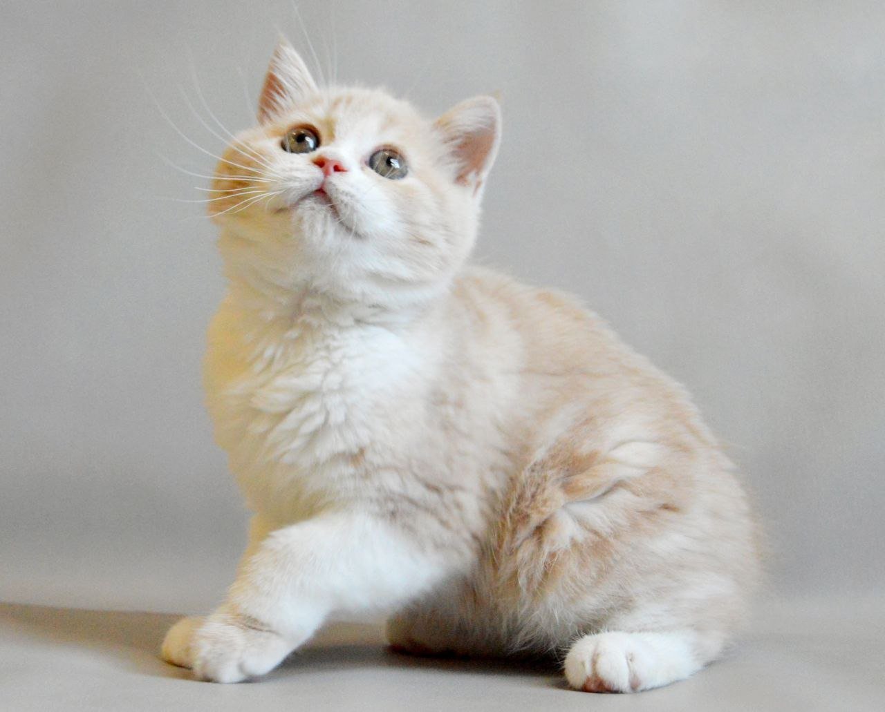 Remy Scottish Straight  Female (Available) $2600