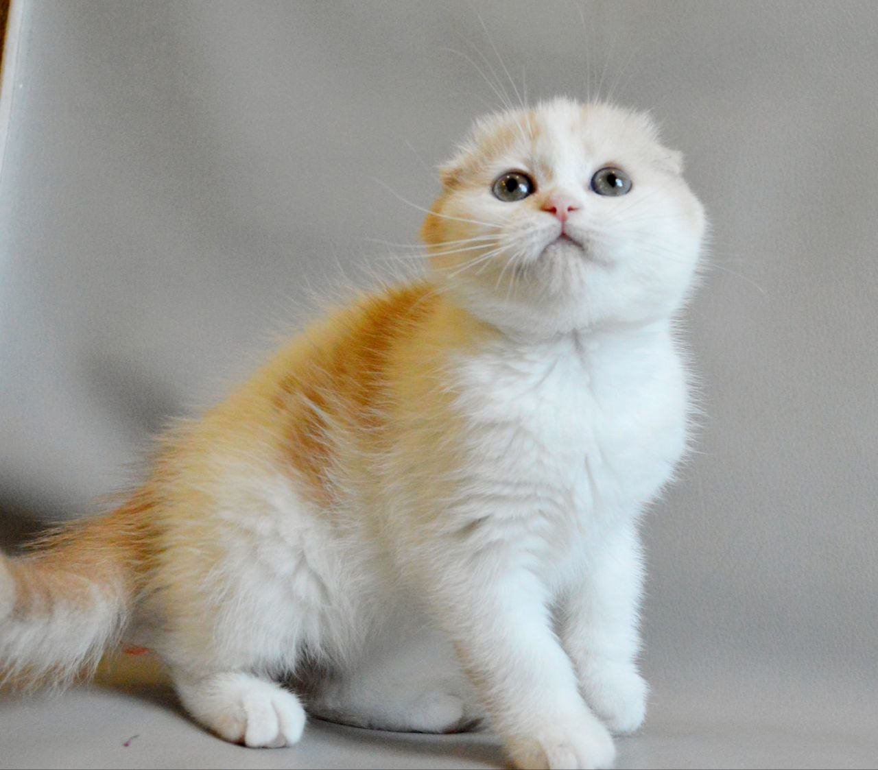Rozzi Scottish Fold  Female (Available) $2750