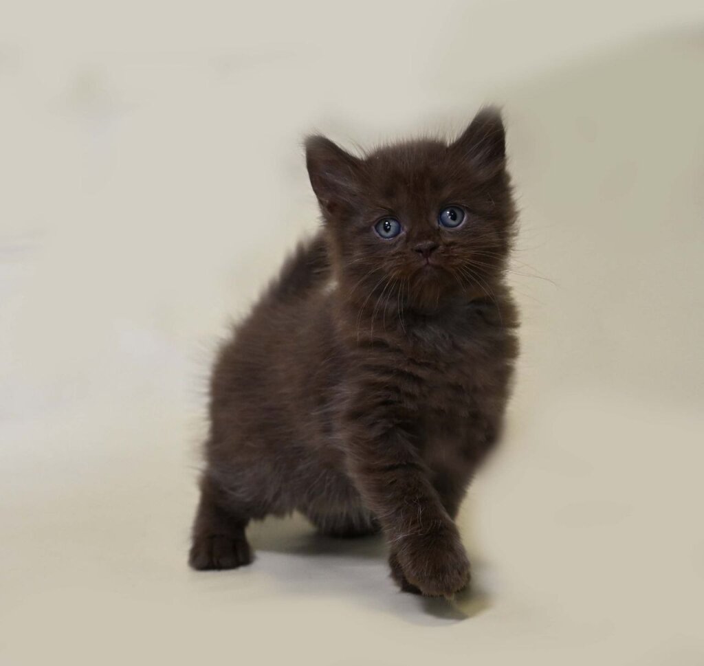 Valley British Longhair  Male (Available) $2500