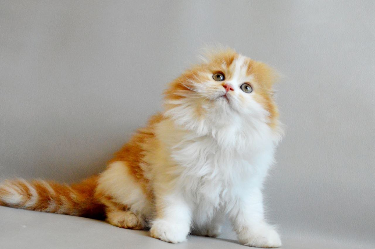 Roxy Scottish Fold Female (Available) $2750
