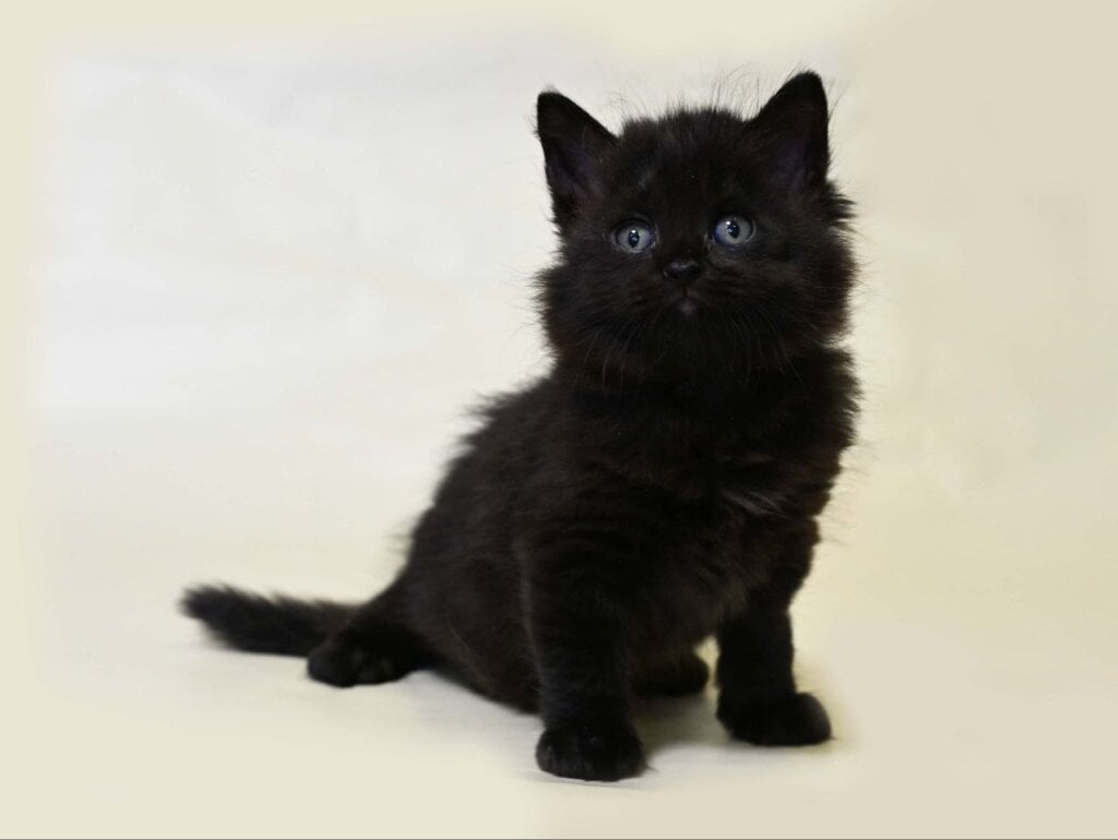 Viking British Longhair Male (Available) $2500