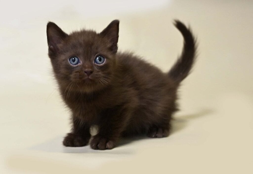 Vincent British Shorthair Male (Available) $2500