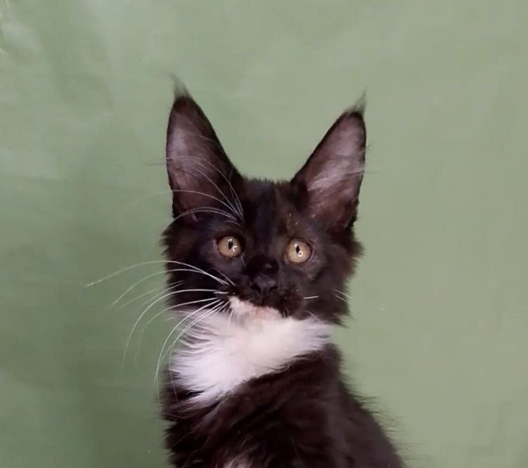 Benny Maine Coon Male (Available) $2800