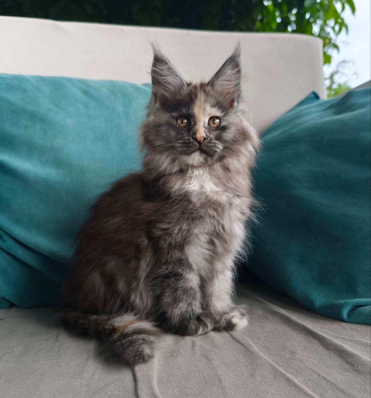 Gemera Maine Coon Female (Available) $2850