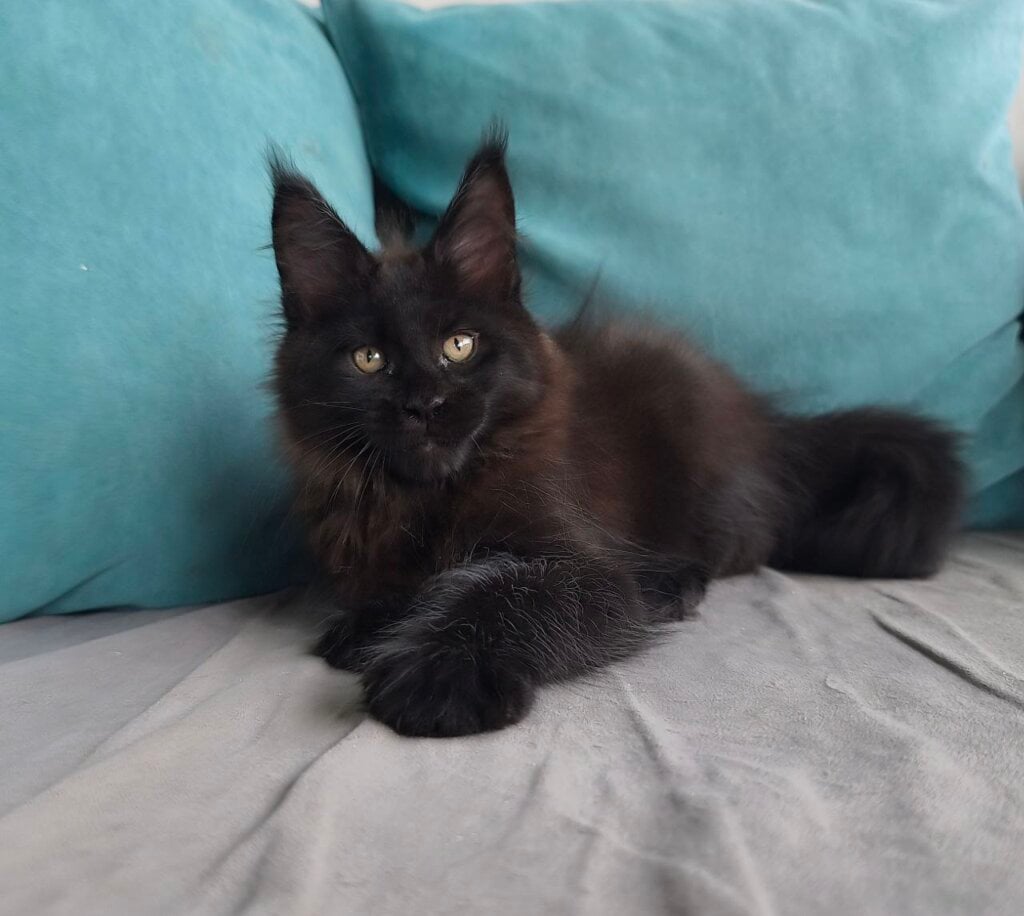 Goliaf Maine Coon Male (Available) $3250