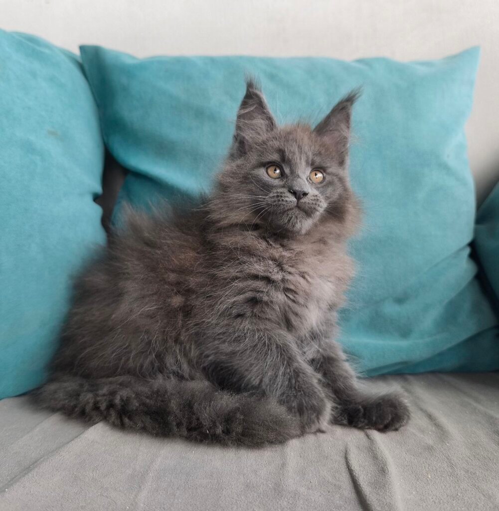 Gangster Maine Coon Male (Available) $3250