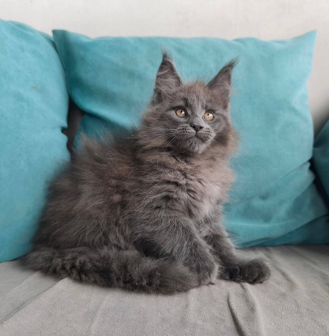 Gangster Maine Coon Male (Available) $3250
