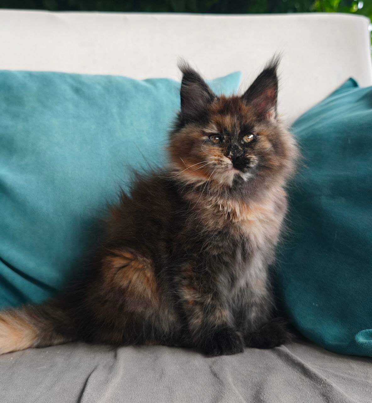 Gemini Maine Coon Female (Available) $3050