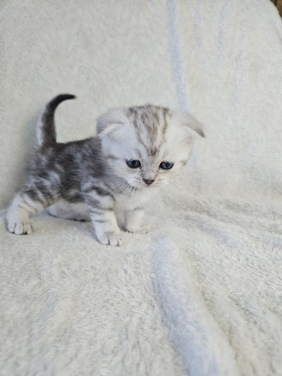 Osteen Scottish Fold Male (Available) $2750