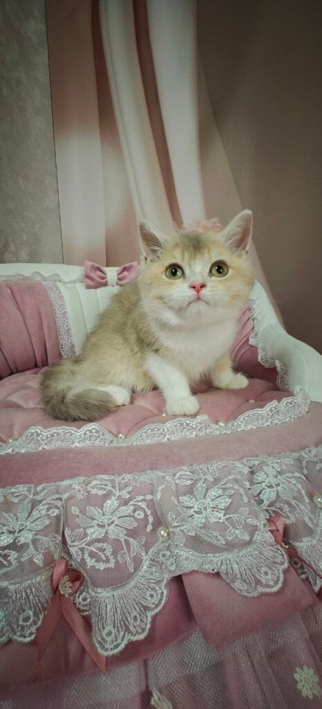 Miya British Shorthair  Female (Available) $3000