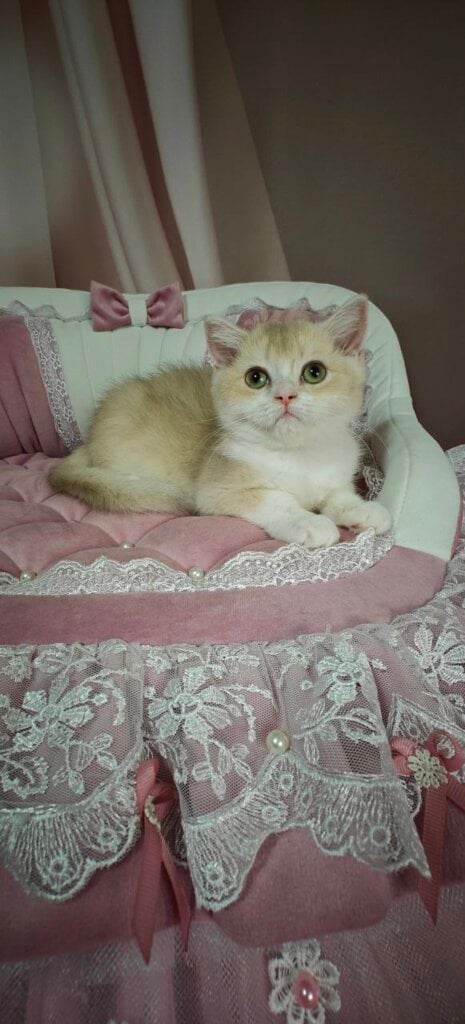 Milka British Shorthair  Female (Available) $3000