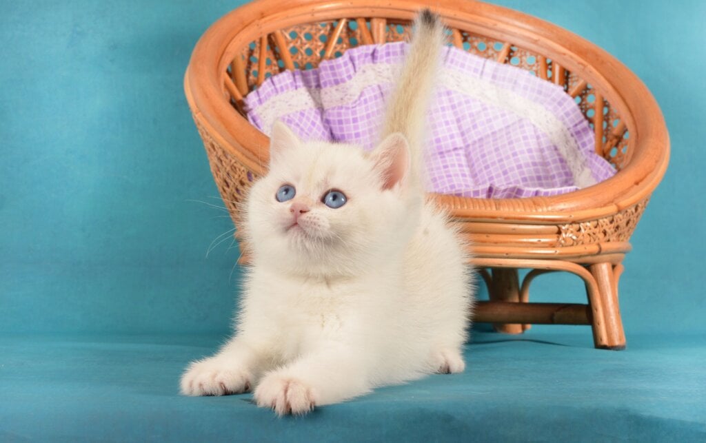 Leo  British Shorthair  Male (Available) $2750