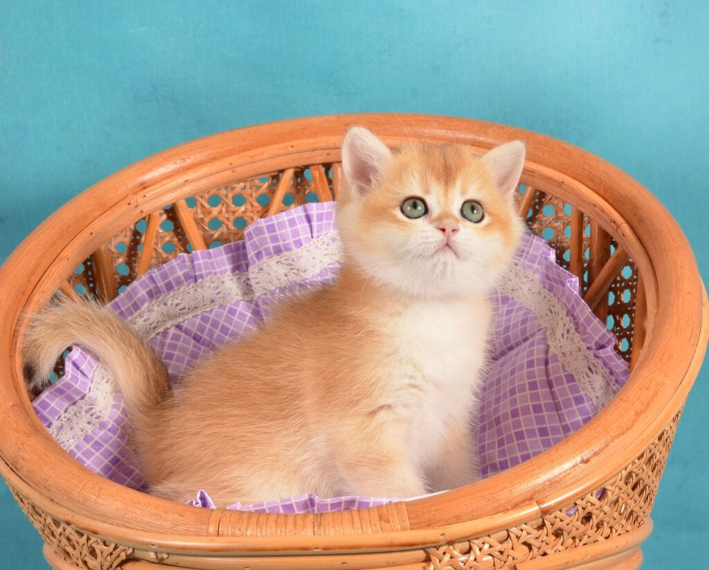 Loreen British Shorthair Female (Available) $2850