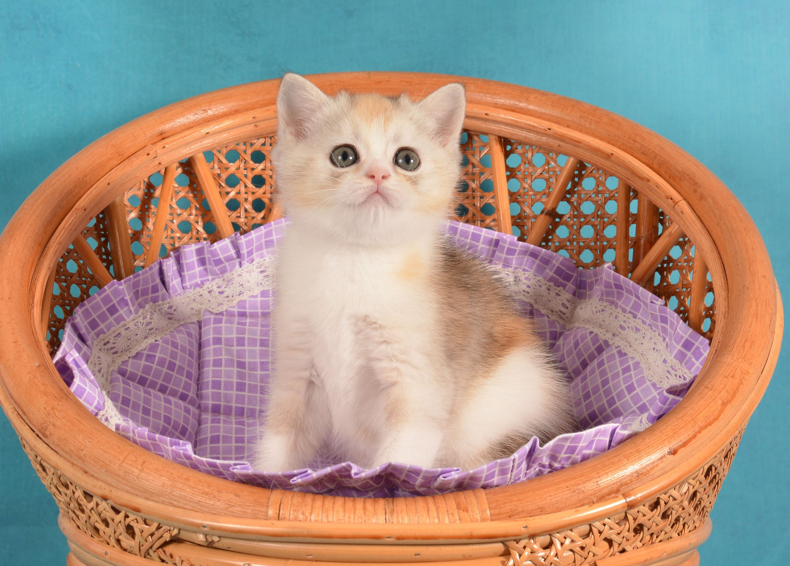 Milaniya Scottish Straight Female (Available) $2550