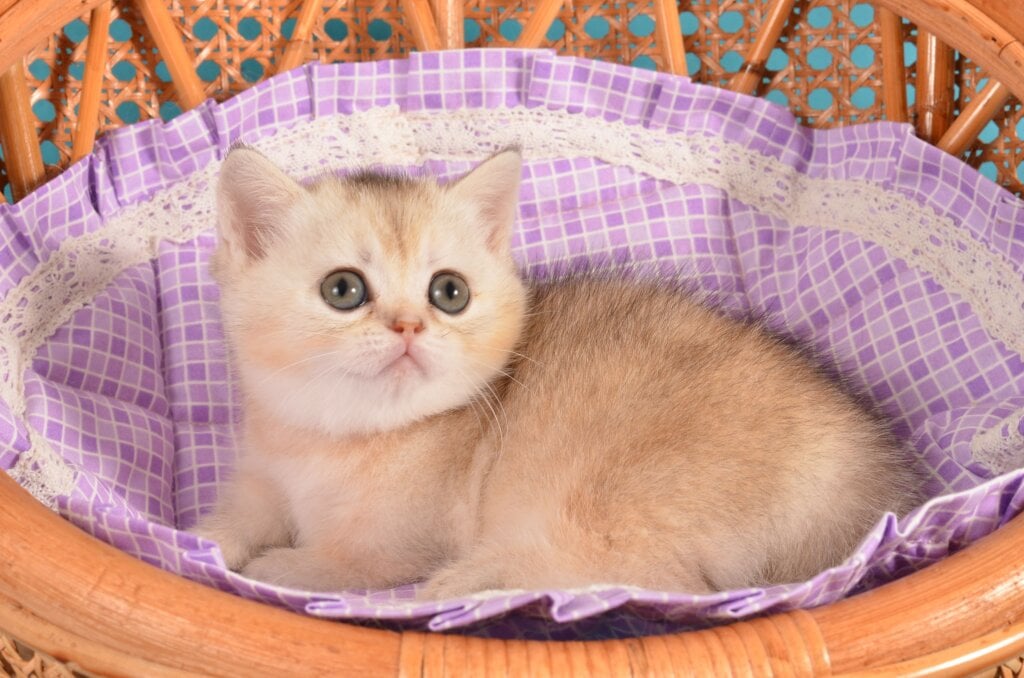 Manya Munchkin Female (Available) $4400