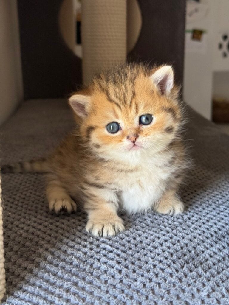 Misha Munchkin Male (Available) $4000