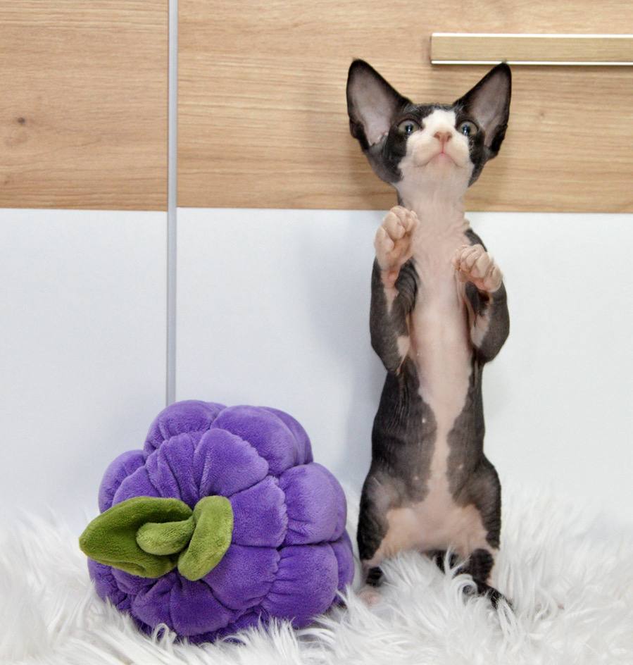 Lelik Devon Rex Male (Available) $2700