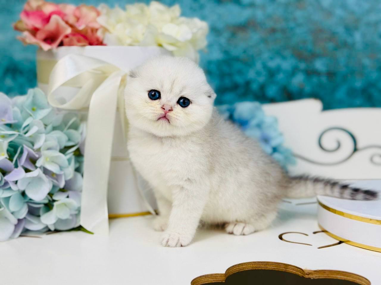 Quinn Scottish Fold Female (Available) $2850