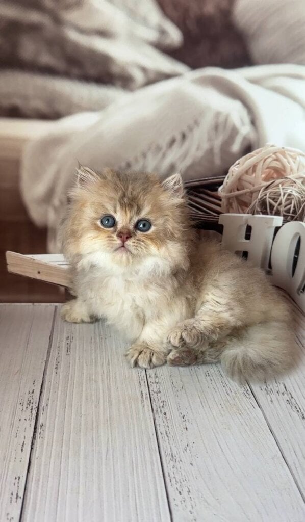 Mike British Longhair Male (Available) $2850