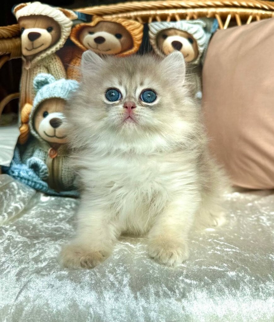 Walter British Longhair Male (Available) $2850