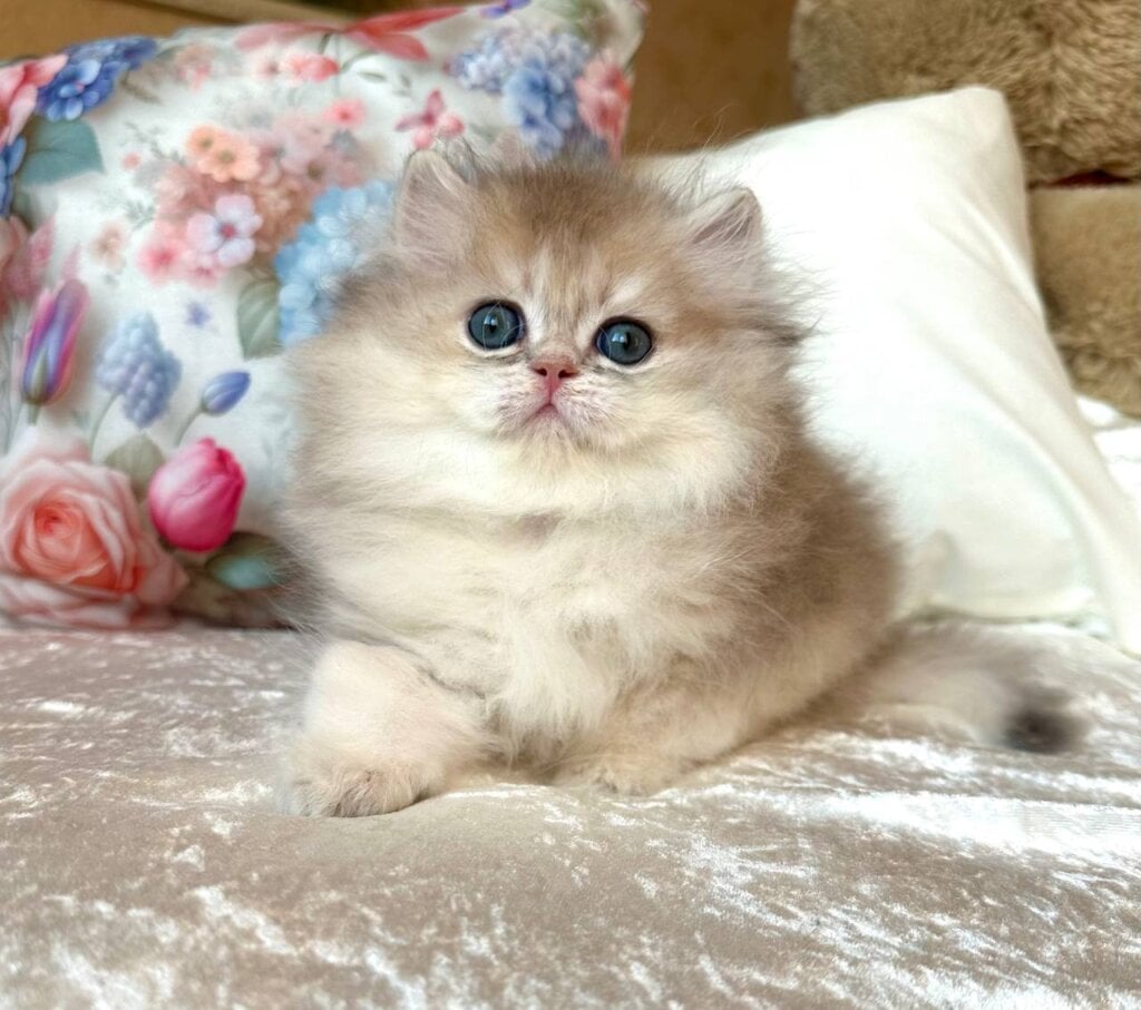 Willy British Longhair  Male (Available) $3000