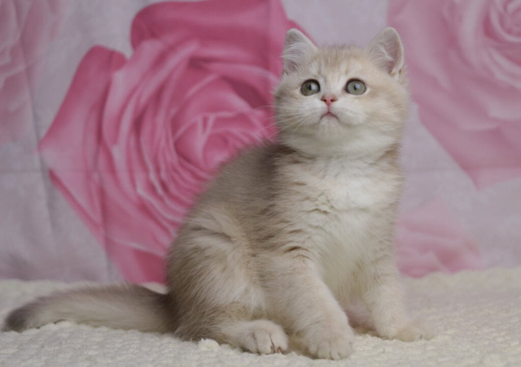 Naomi British Shorthair Female (Available) $2800
