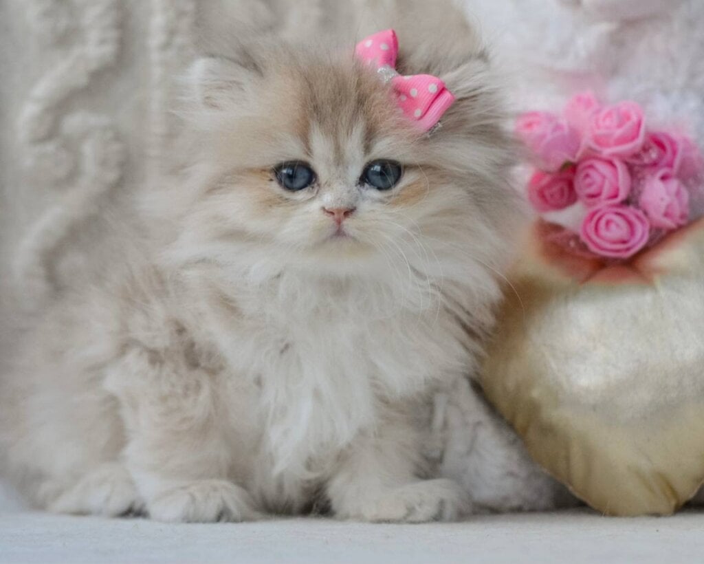 Gisselle British Longhair  Female (Available) $2800