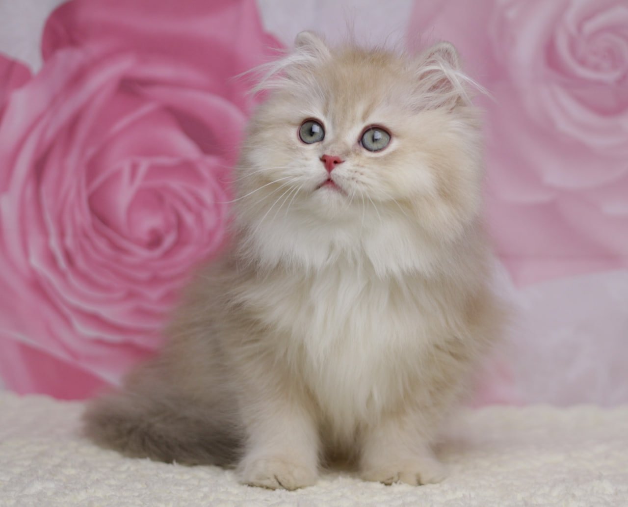Nolan British Longhair Male (Available) $2800