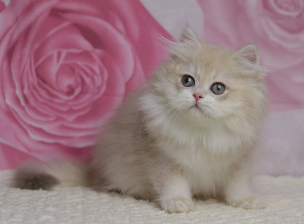 Nemir British Longhair Male (Available) $2900
