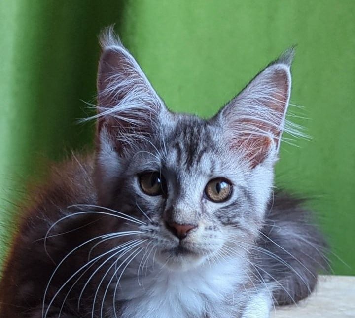 Xenia Maine Coon Female (Available) $2800