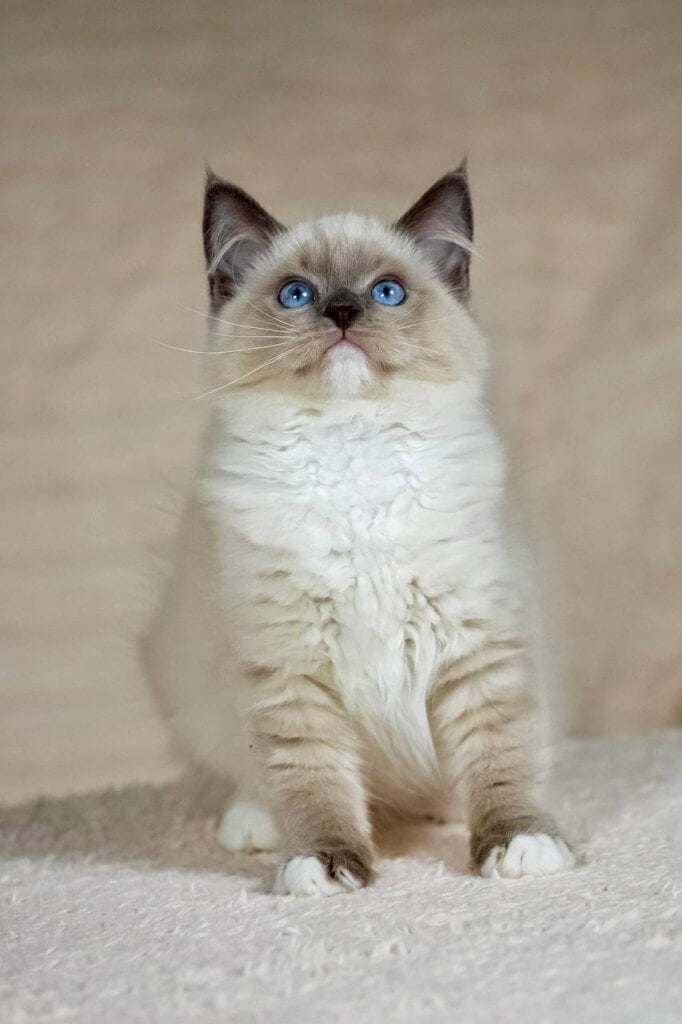 Tessa Ragdoll Female (Available) $3300