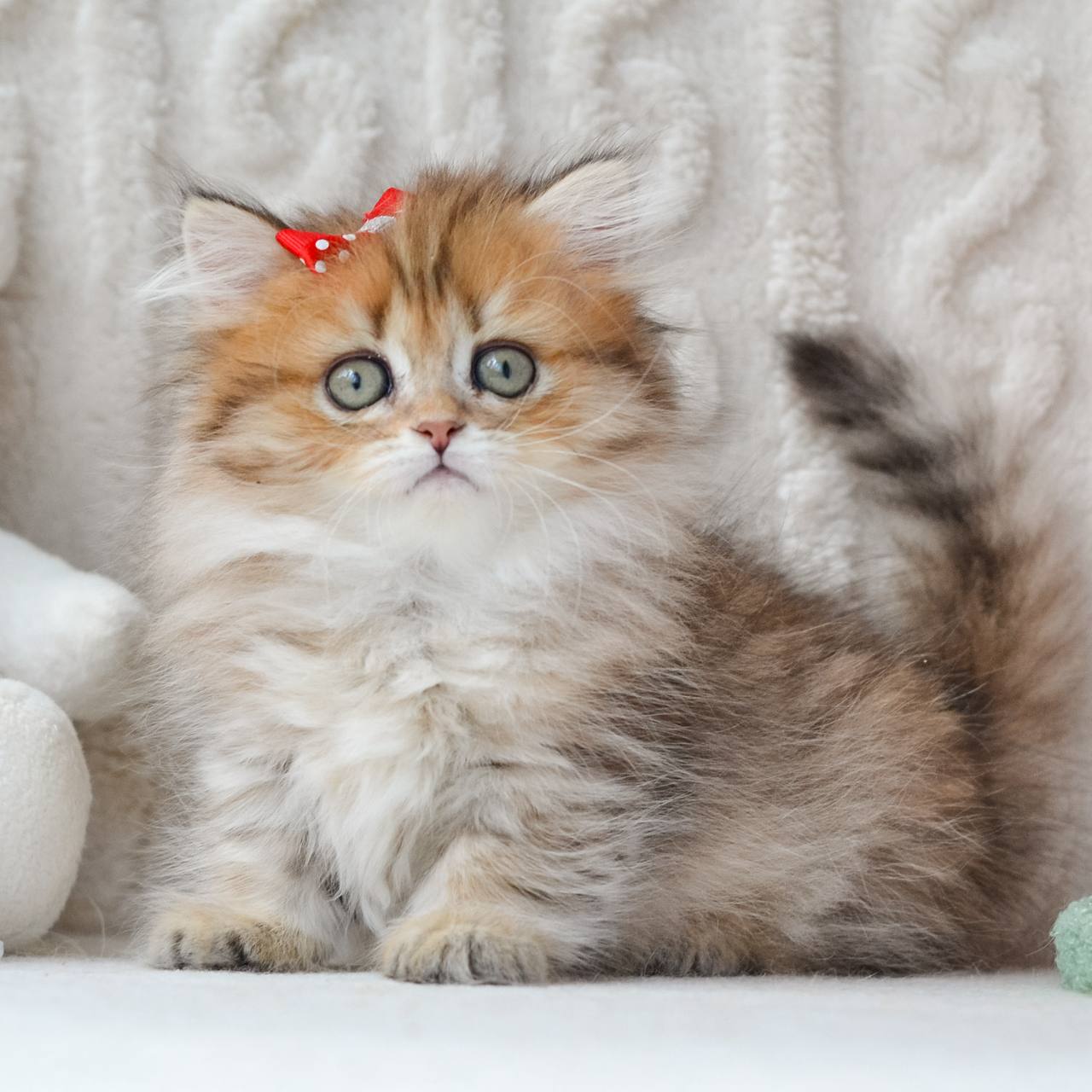 Fluffy  Munchkin Female (Available) $3700