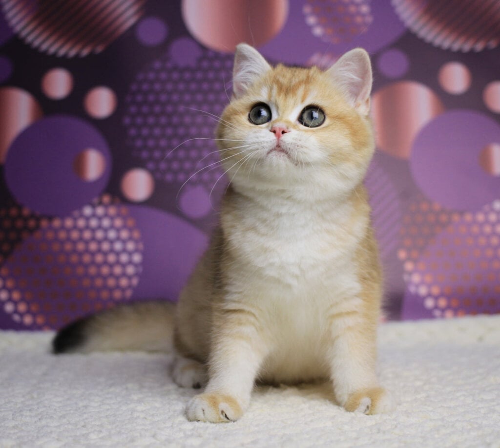 Aya British Shorthair  Female (Available) $2700