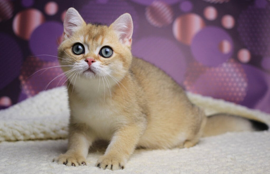 Alex British Shorthair Male (Available) $2700