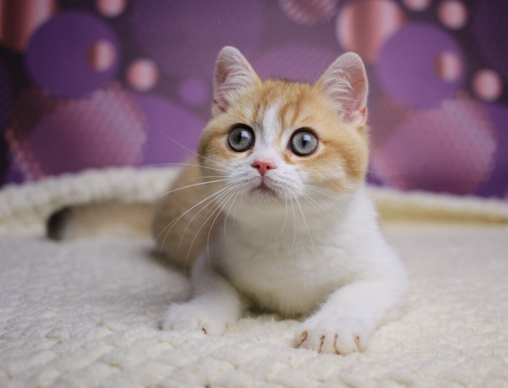 Asti British Shorthair  Male (Available) $2700