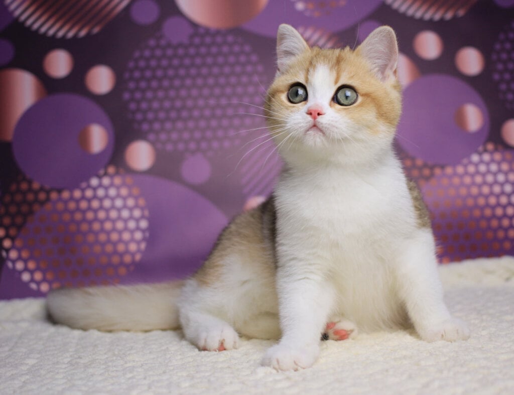Amina British Shorthair Female (Available) $2700