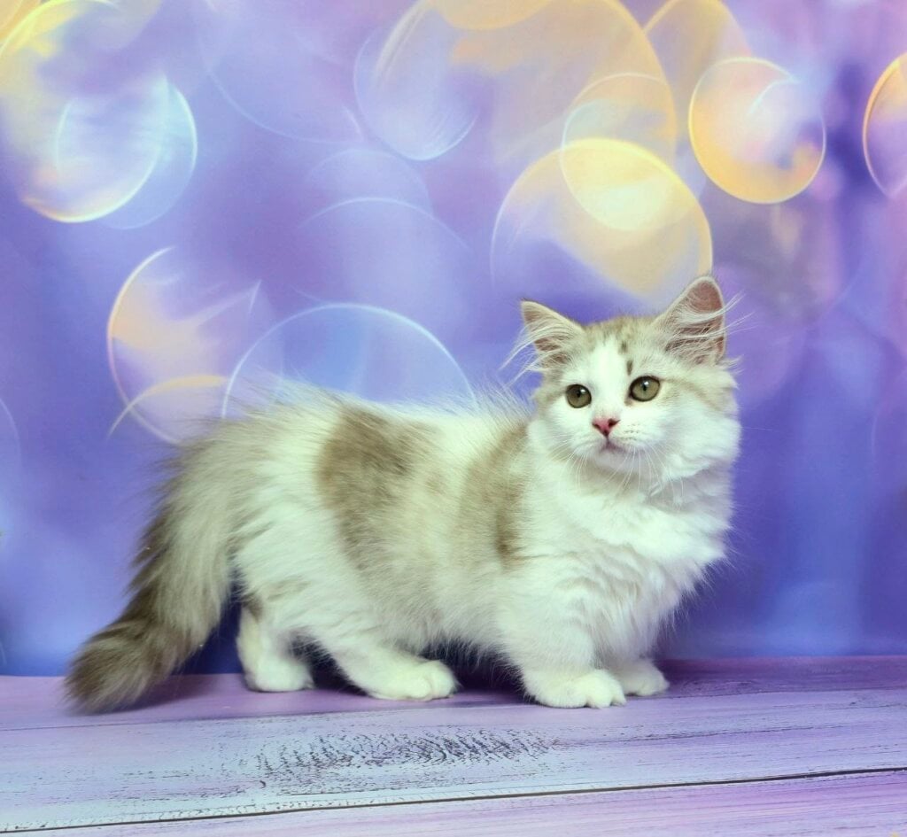 Yelissea Munchkin Female (Available) $3900