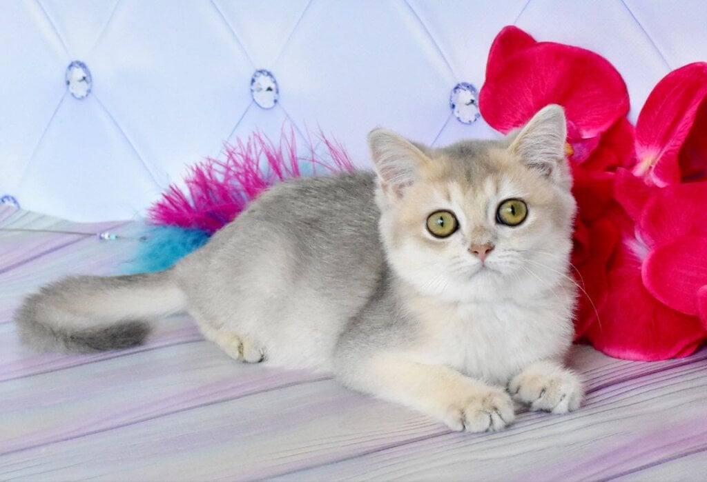 Ulies British Shorthair Male (Available) $2600
