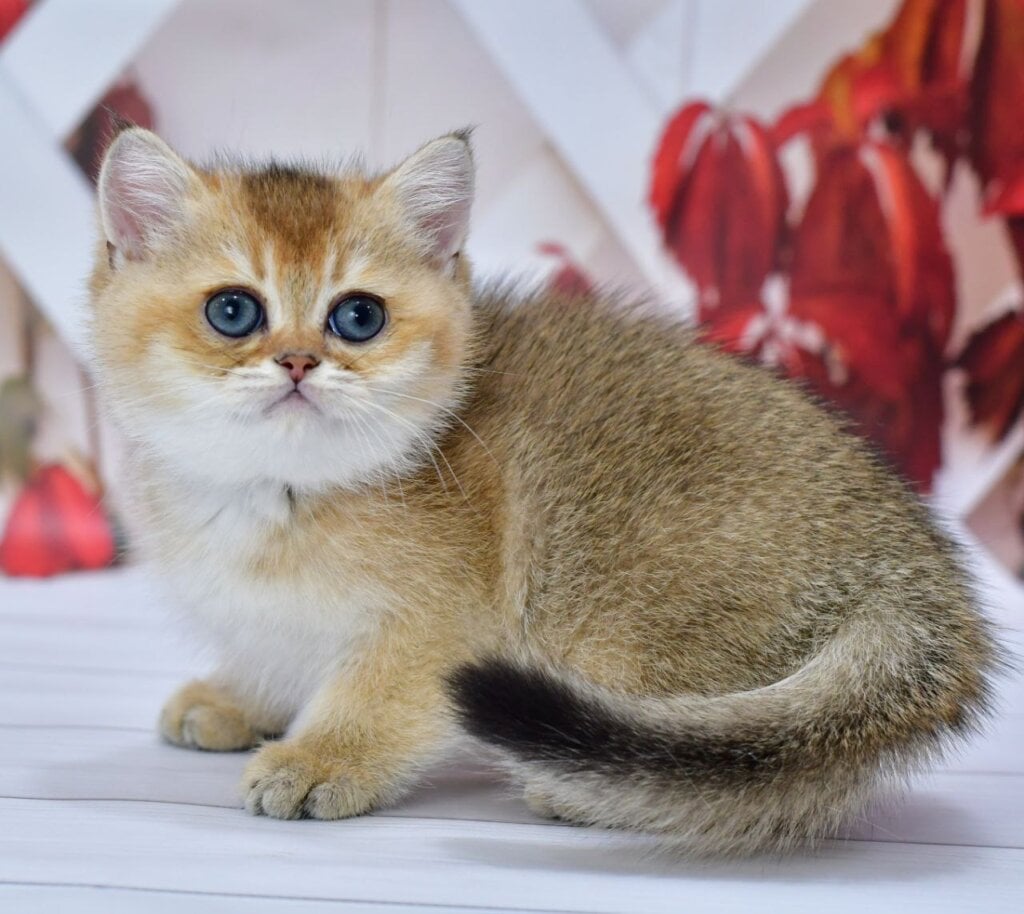 Ecler British Shorthair  Male (Available) $2650
