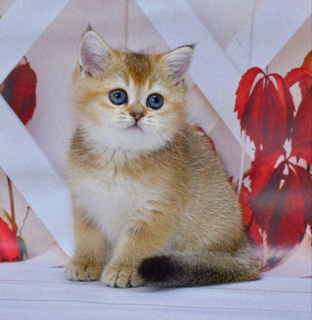 Emma British Shorthair  Female (Available) $2650