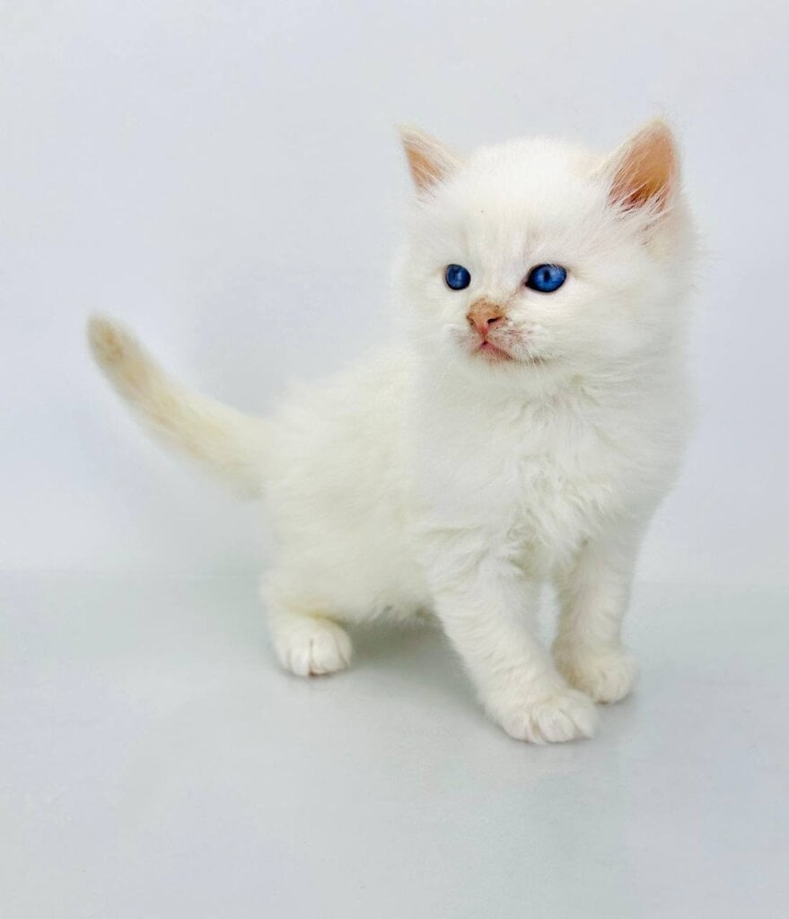 Selvestr Siberian Male (Available) $3050