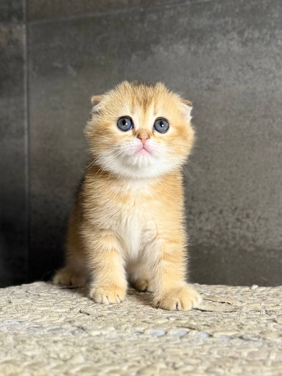 Viola Scottish Fold Female (Available) $2750