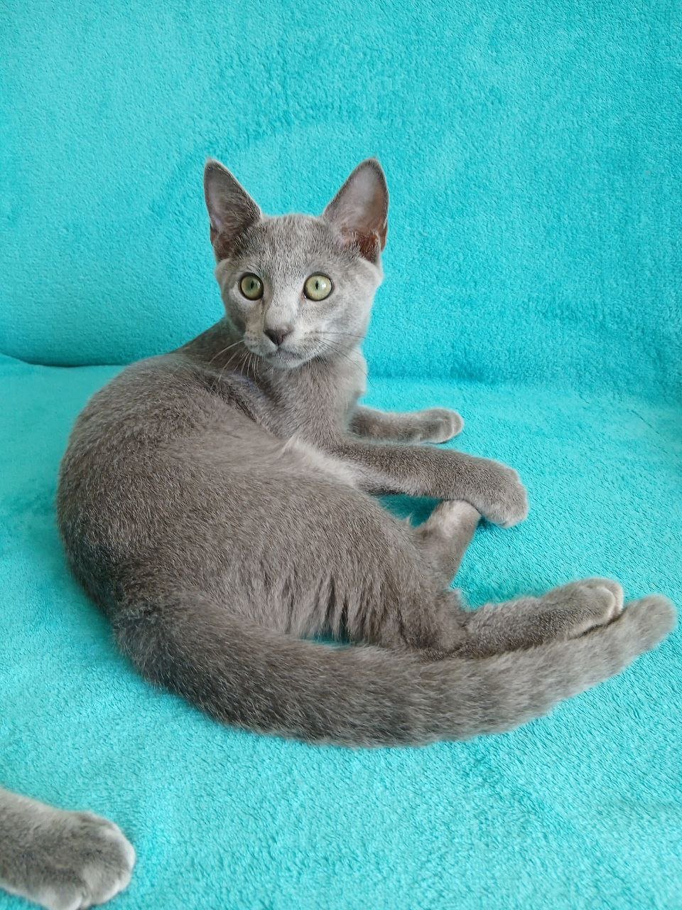 Getsby Russian Blue Male (Available) $2850