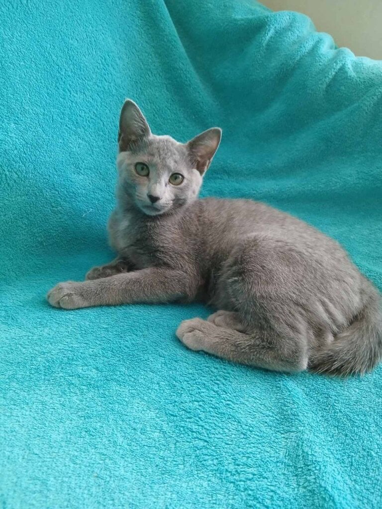 Gala Russian Blue Female (Available) $2850